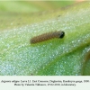 argynnis adippe daghestan larva l1